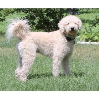 Carmen's Doodles Labradoodle breeder