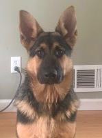 Susan Montoya - German Shepherd Dog Stud