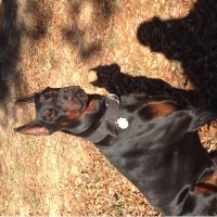 Freedom Kennels Doberman Pinscher breeder