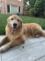 Carolina Nicola - Golden Retriever Stud