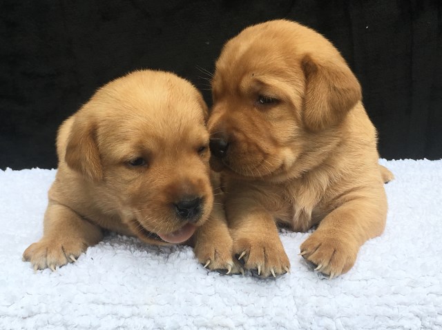 Conquest Labradors