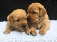 Conquest Labradors Labrador Retriever breeder