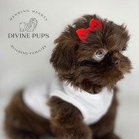 Divine Pups Shih Tzu breeder