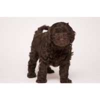 Cove Lake Labradoodles Labradoodle breeder