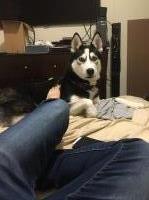 John Parker - Siberian Husky Stud