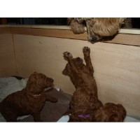 delaval red standard poodles Poodle Standard breeder