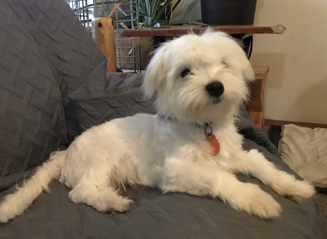 T/A Maltese Breeding