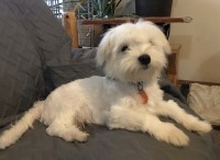 Maltese thumbnail