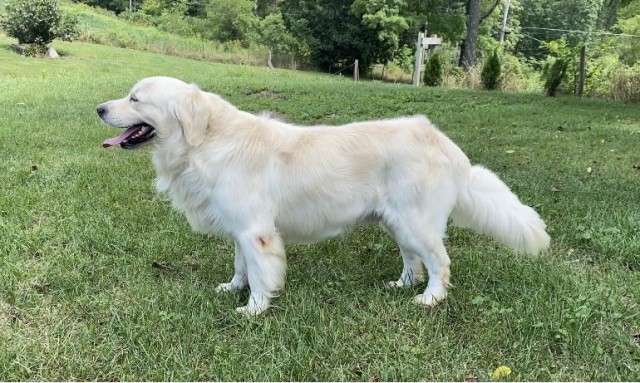 Golden Retriever Stud 29508