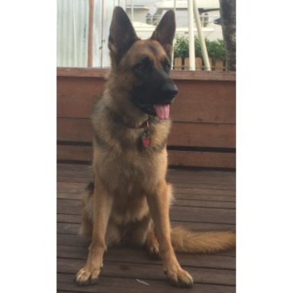 German Shepherd Dog Breeder 23669