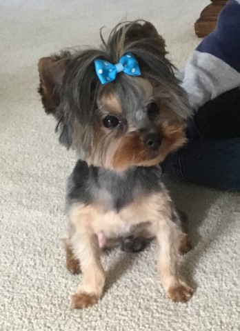 Yorkshire Terrier Stud 28170