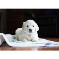 Cold Spring Mountain Retrievers Golden Retriever breeder