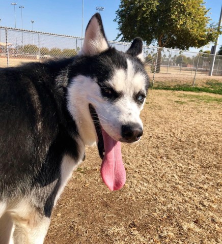 Siberian Husky Stud 28298