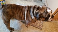 Amy Gray - English Bulldog Stud