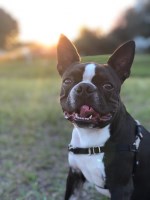 Marcelo - Boston Terrier Stud