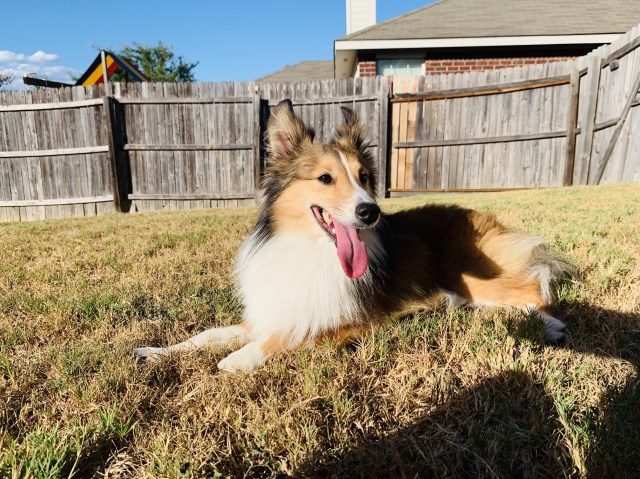 Shetland Sheepdog Stud 27770