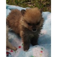 Indian Summer Kennel Chihuahua breeder