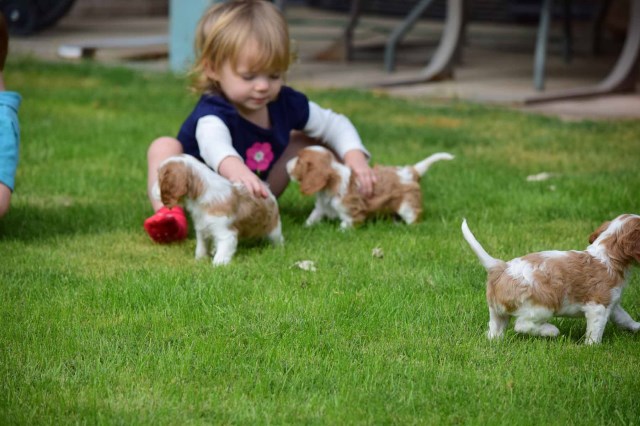 Cavalier King Charles Spaniel Breeder 25263