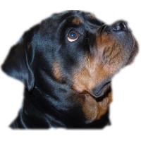 Doberman Pinscher Service Dog For Free In Arkansas Doberman Pinscher Service Dog For Free In Arkansas