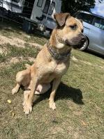 Tiffany - Mastiff Stud