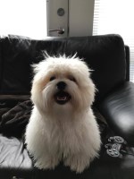 Len - Bichon Frise Stud