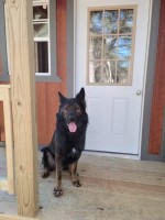 Black Diamond K9 Tactical German Shepherd Dog breeder