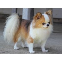 Dralions Chihuahuas Chihuahua breeder