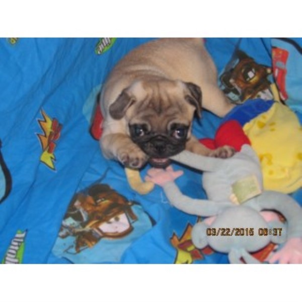 Pug Breeder 23639