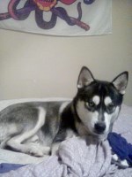 Matthew - Siberian Husky Stud