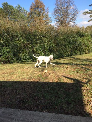 Dogo Argentino Stud 26306