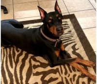 Dayna - Doberman Pinscher Stud