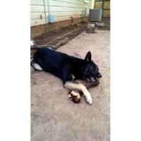 Durant German Shepherd Dog for breeder