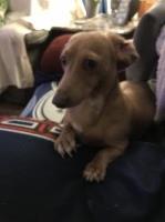 Hope Collins - Dachshund Stud