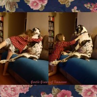 Gentle Giants of Tennessee Great Danes Great Dane breeder