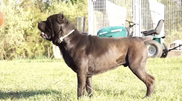 New Wave Cane Corso