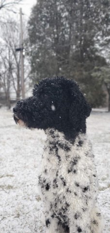 Fox Point Poodles and Bernedoodles