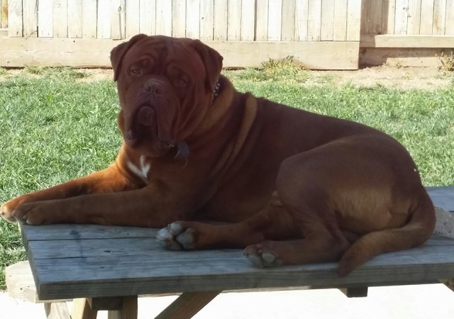 Dogue De Bordeaux Stud 25636