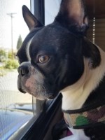 Matt Skipworth - Boston Terrier Stud