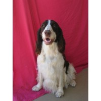 ThistleRidge English Springer Spaniel breeder