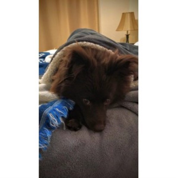 Zeke Sudbury, Pomeranian Stud in Knoxville, Tennessee