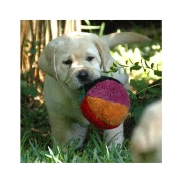 Labrador Retriever Breeder 17862