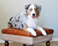 Spur Strap Mini Aussies Miniature Australian Shepherd breeder