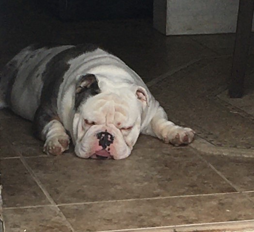 English Bulldog Stud 30828