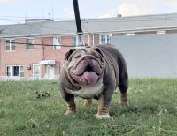 Itsabulldogsworld.com English Bulldog breeder