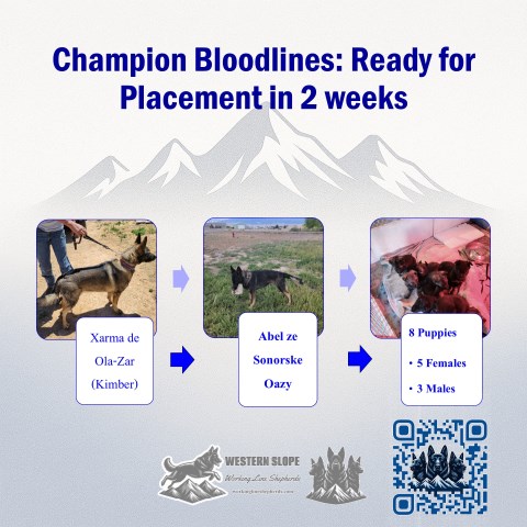 German Shepherd Dog Breeder 31865