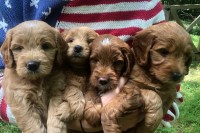 Goldendoodle thumbnail