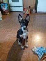 Rob vermette - Australian Shepherd Dog Stud