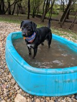 Eric Rotindi - Australian Cattle Dog Stud