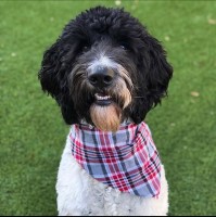 Kali - Goldendoodle Stud