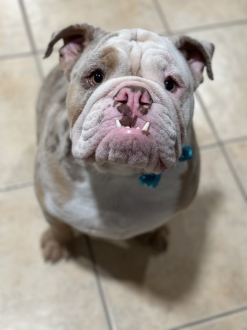 English Bulldog Stud 31585